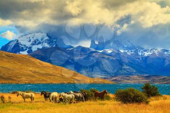 Magic light of sunset. Herd of mustangs on the shore of Laguna Azul. Rocks Torres del Paine visible among the clouds