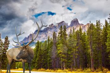  Fantastic deer with branchy horns on an edge of coniferous forest. Magnificent multi-colored gold fall in the Rocky Mountains of Canada