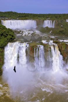 Waterfalls and birds. Black Andean condors fly over the foamy waterfalls of Iguazu. Brazil