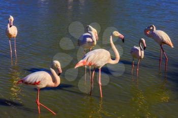 The flock of pink flamingos. Picturesque exotic birds get food and communicate with each other