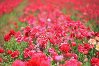 A lot of lovely blooming red buttercups. Hot Spring in the hot south