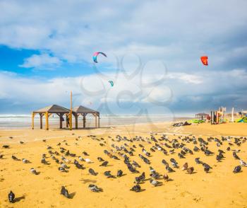 Windy winter day on the beach. Large flock of pigeons resting on the sand. Kitesurfer riding on large waves