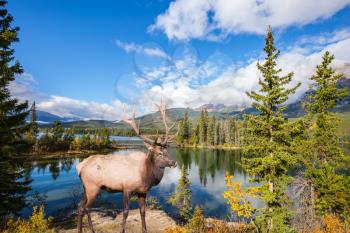  On the shore of the lake is magnificent deer antlered. Early morning on cold lake, Jasper National Park