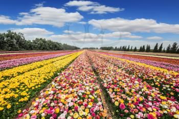 Spring flowering buttercups. The magnificent flower carpet of colorful garden of buttercups close to the border. Israel Kibbutz