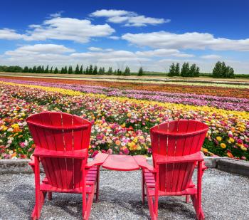Spring flowering ranunculus. Pair of bright plastic garden chairs. Multi-color field of large garden buttercups