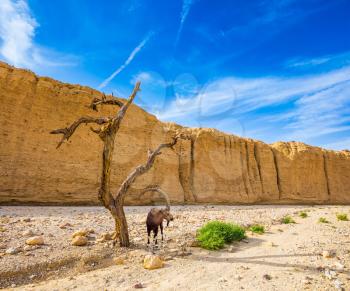 Hot winter in the desert near the Red Sea in Israel. Mountain goat grazing in the dry tree