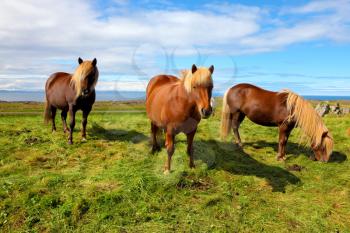 Summer in Iceland. Three Icelandic bay horses with yellow  manes on a free pasture