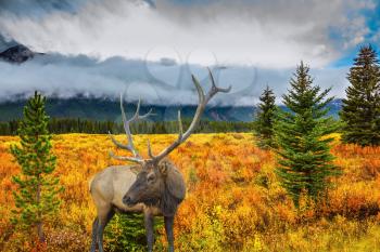  Fairy-tale deer antlered on the edge of pine forest. The lush colorful golden autumn in the Rocky Mountains of Canada