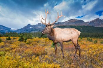 Wonderful antlered deer on the edge of pine forest. The lush colorful  Golden Autumn  in the Rocky Mountains of Canada