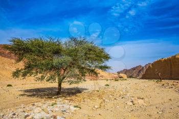 The stone desert in mountains of Eilat. Tree Desert Acacia tortilis in the Black Canyon