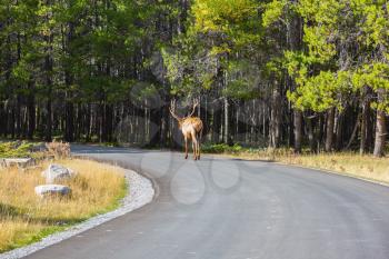 Red deer leisurely out into the woods on the asphalt road