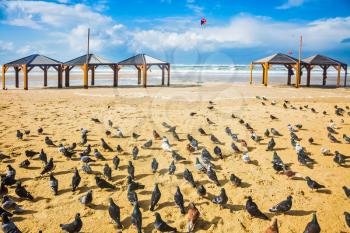 Large flock of pigeons resting on the sand. Windy winter day on the beach