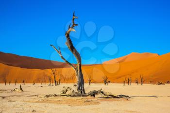 Travel to Namibia. Park Namib-Naukluft National Park. Picturesque dry trees at the bottom of dried lake