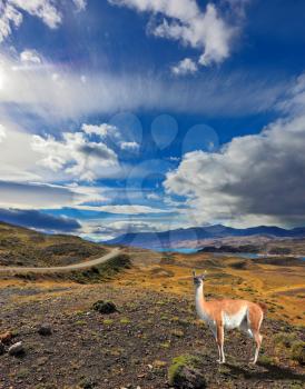 On the yellowed grass stands guanaco - Lama. Beautiful day in early autumn in Patagonia. National Park Torres del Paine