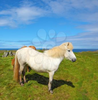 Portrait of white horse with brown ears.  Farmer sleek horse.  Iceland in July