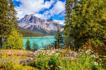 Solar cool morning in Rocky Mountains. Blossoming glade in the forest on Emerald Lake. Yoho National Park, Canada