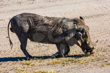 South Africa, Kruger National Park. Huge wild warthog peacefully nibbling the grass beside the road