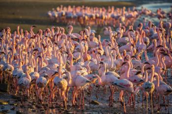 Magnificent birds forage in shallow waters in the Atlantic Ocean. Flock of pink flamingos in Namibia