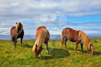 Summer in Iceland. Charming horses on free ranging on the beach