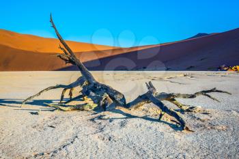  The bottom of dried lake Deadvlei. Orange dune and dried trees. Ecotourism in Namib-Naukluft National Park, Namibia