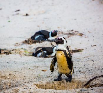 Penguin on coastal sand of the Atlantic Ocean. Boulders Penguin Colony, National Park Table Mountain. South Africa.