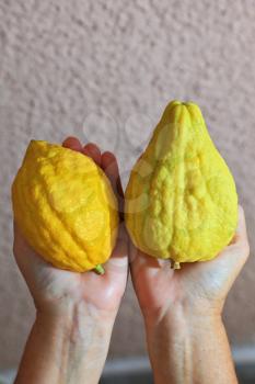  Autumn holiday of Sukkot in Israel. Women's hands holding the ritual fruit - citrus - etrog