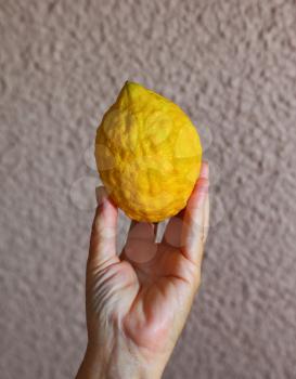 Ritual yellow citrus - etrog in a female hand. Autumn harvest festival in the Jewish tradition - Sukkot