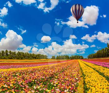 The concept of summer vacation. Huge field of blossoming garden buttercups-ranunculus. Above the flowers flying big bright balloon