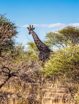 Botswana, Chobe National Park on the Zambezi River. Giraffe grazing in the bush