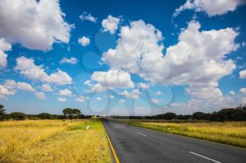 Low trees and autumn yellow grass of savannas. The good asphalt highway in Namibia