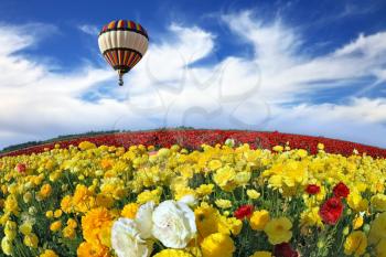  Beautiful spring weather, beautiful big balloon flies over the field. The huge field of white, red and yellow buttercups (Ranunculus asiaticus). The picture was taken Fisheye lens