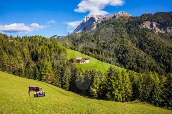  Farm cows resting in the grass. Dolomites, Val de Funes valley. Picturesque mountains surround the green alpine meadows of the valley