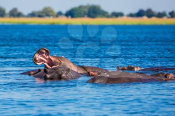 Chobe National Park in Botswana. The concept of extreme and exotic tourism in Okavango Delta. The herd of hippos. Huge animals resting in cool waters of the river