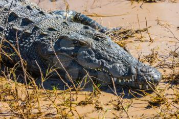 Crocodile. Chobe National Park in Botswana. The concept extreme tourism  in the Okavango Delta