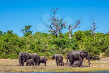  River Okavango, shore, Botswana, Chobe National Park. Herd of African elephants at the watering. The concept of exotic and active tourism