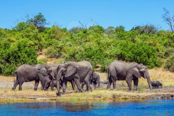 The concept of active tourism. Elephants are located on the river bank. Watering in the Okavango Delta. Chobe National Park in Botswana