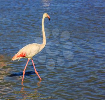 Slim bird pink flamingo. Evening light in the National Park of the Camargue, Provence, France