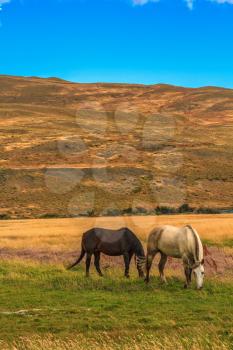 Magic light of sunset. Two horses grazing on pasture yellowed autumn