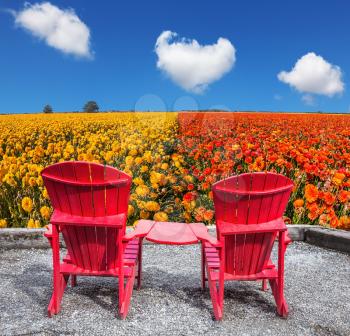  The concept of recreation and eco-tourism. Two joined red plastic chairs next to fields of garden buttercups