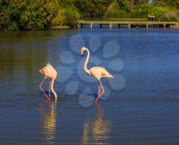 Sunset in the national park of Camargue, Provence. Pair of pink flamingos in delta of the Rhone