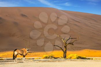 The bottom of dried lake Deadvlei, with dry trees. Ecotourism in Namib-Naukluft National Park, Namibia.  Oryx grazing in the savannah