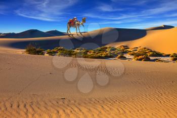 Camel with harness and blanket for walking tourists. Sandy desert covered with waves of sand