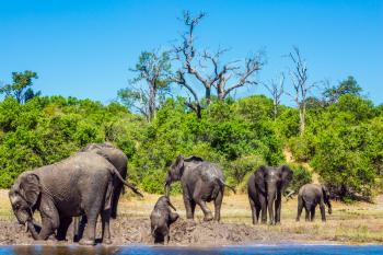 Herd of African elephants crossing river in shallow water. Watering in the Okavango Delta. Chobe National Park in Botswana. The concept of active and exotic tourism