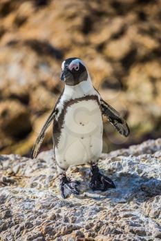  Table Mountain National Park, South Africa. The concept of ecotourism. African black - white penguin on the beach in Boulders Penguin Colony