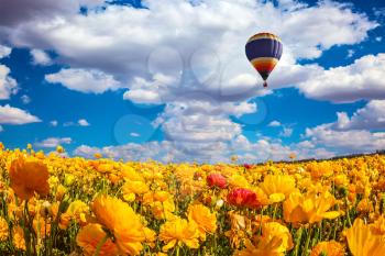 Huge multicolored balloon flies slowly over the field. The magnificent blossoming fields of garden buttercups. Concept of rural and extreme tourism
