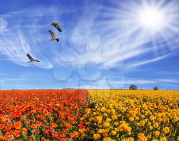 The southern sun illuminates the flower fields of red buttercups. Three large birds flying high in the cirrus clouds. The concept of ecological and recreational tourism