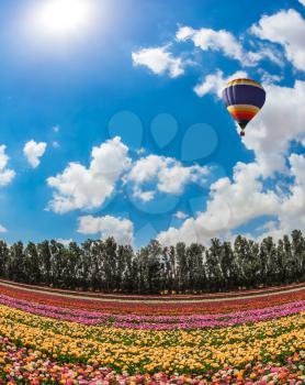 Spring day in Israel. Huge field of blossoming garden buttercups-ranunculus. Large bright balloon flying over flowers