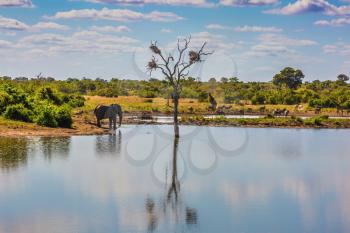 Small lake, to which the animals go to drink. Elephant, herd of zebras and a few giraffes. In the water, resting hippos. Animals in South Africa 