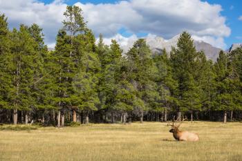 The red deer with branchy horns lies in a grass on fringe of the forest. The deer has a rest. Rocky Mountains in Canada