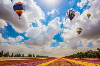 Israel spring. Huge field of blossoming garden buttercups. Above the flowers flying big bright balloons